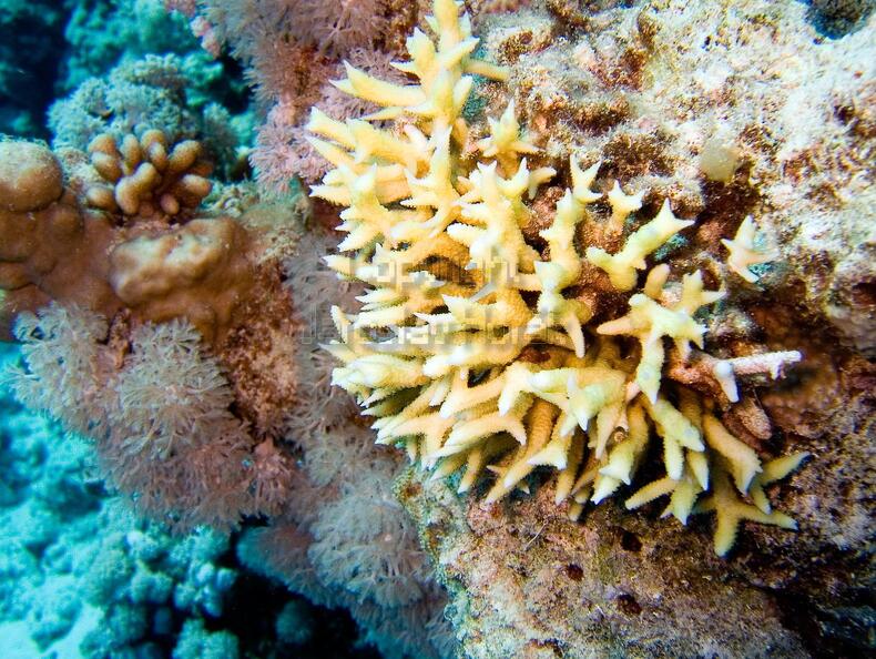 DSCF8298 koral ptaci hnizdo.jpg